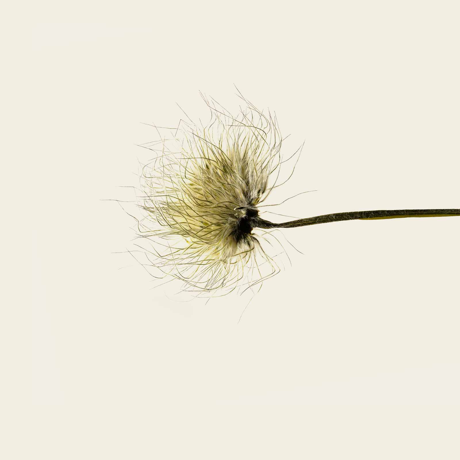 provence - hydrating hand cream