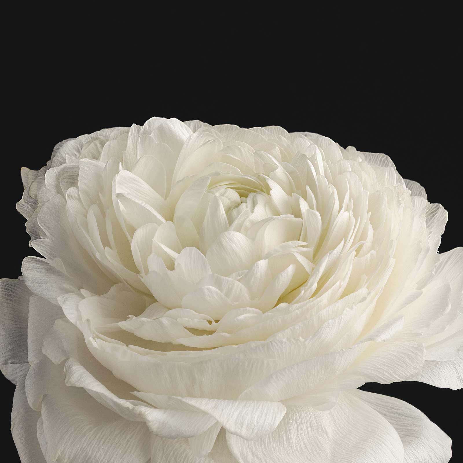 taormina - deodorant