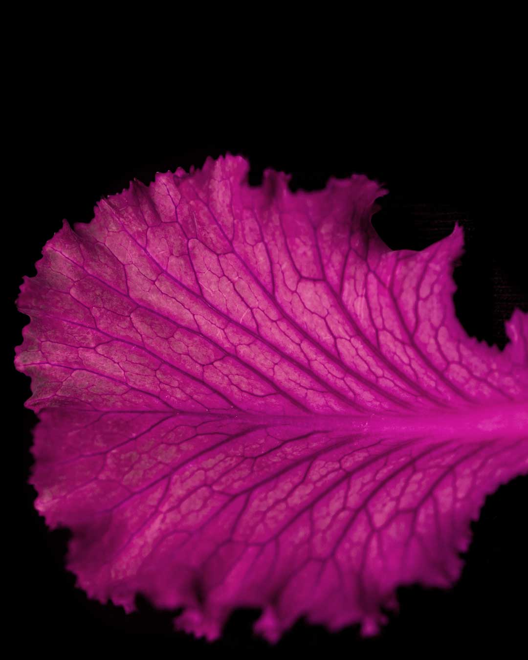 havana - restorative hand wash