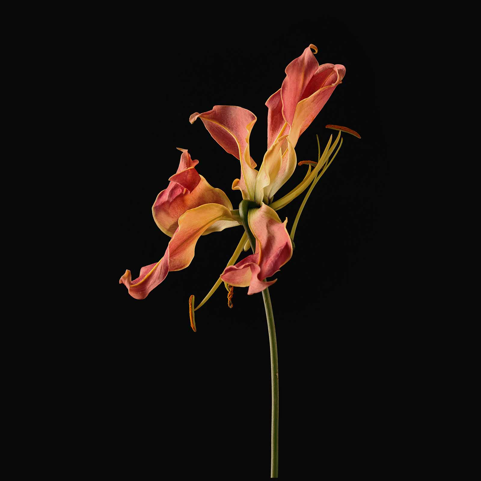 havana - restorative lotion